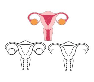 Uterus SVG