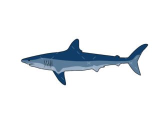 Layered Shark SVG
