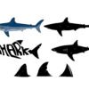 Shark SVG Bundle